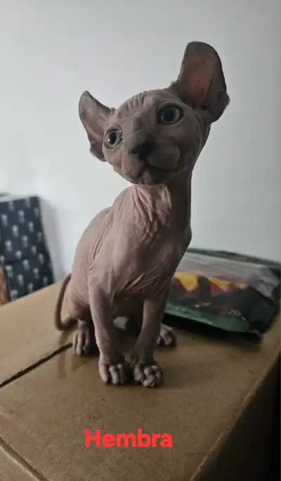 sphinx cats, View more