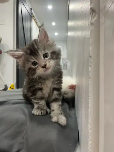 maincoon chatton, Voir plus