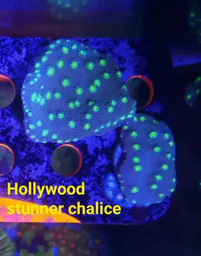 Hollywood stunner chalice - saltwater coral frag , View more