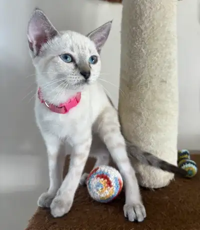 Chaton Savannah femelle F5 snow (collier rose), View more