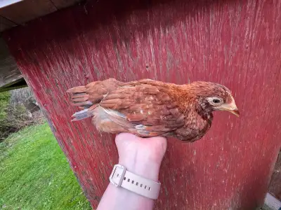 Rhodebar pullets, View more
