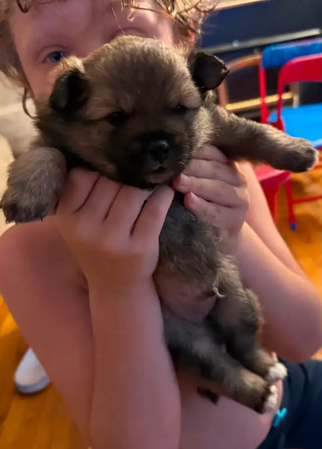 Teddy bear Pomeranian puppies 3 males in Dogs & Puppies for Rehoming in St. Catharines - Image 7
