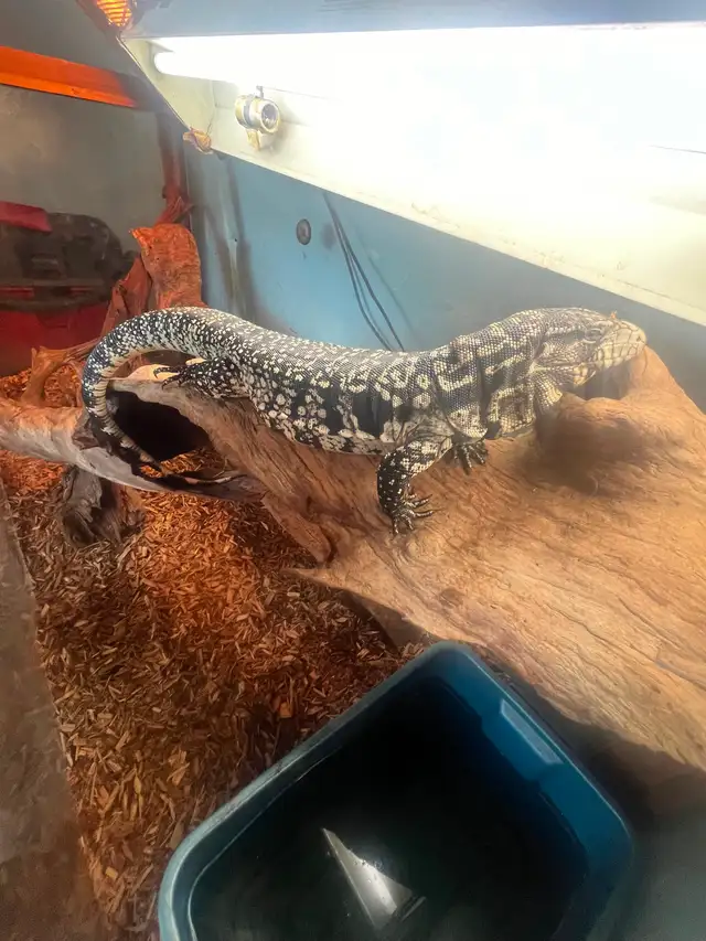 Male Argentine black and white tegu in Reptiles & Amphibians for Rehoming in Kawartha Lakes - Image 3