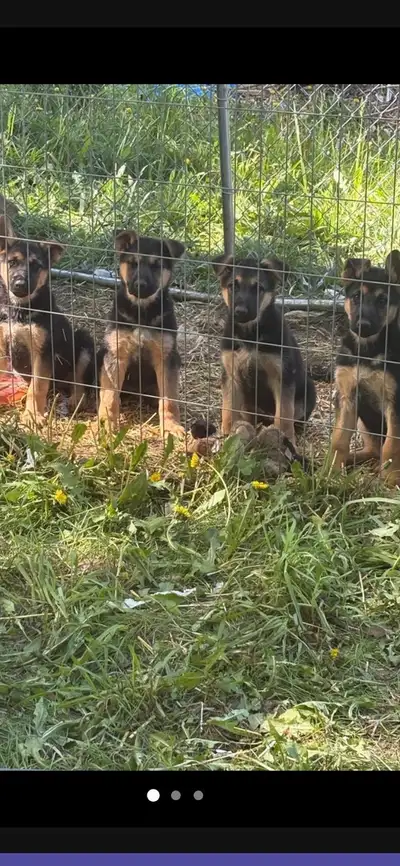German shepard puppies, View more