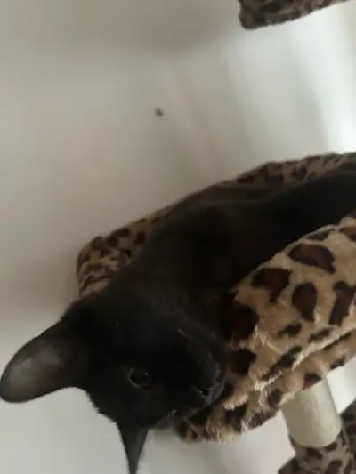 2 Adorable all black female cats, View more