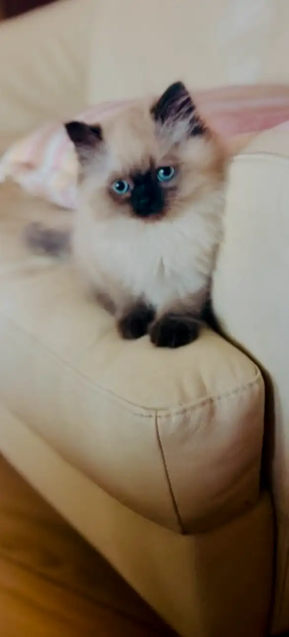 LOVECATS TICA reg. Cattery: Persian Himalayans and Himalayan in Cats & Kittens for Rehoming in Kingston - Image 6