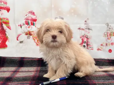 Havanese Shih Tzu Puppies *Nonshedding, Cute, Smart, Family Dogs, View more