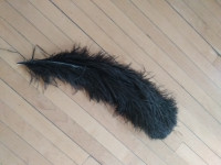 Black ostrich plume feather