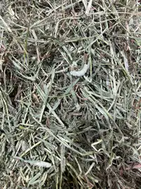 Grass Hay for Sale