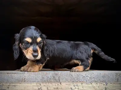 CKC Purebred Longhair Miniature Dachshund Puppies Pet home only - please no breeders European Champi...