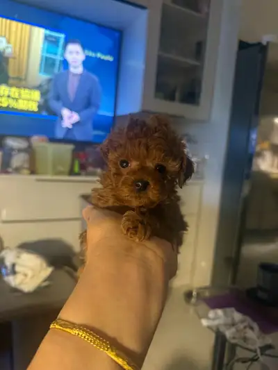 tiny toy poodle (Korea bloodline), View more