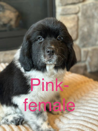 Purebred Newfoundland Puppies **ONLY TWO LEFT**