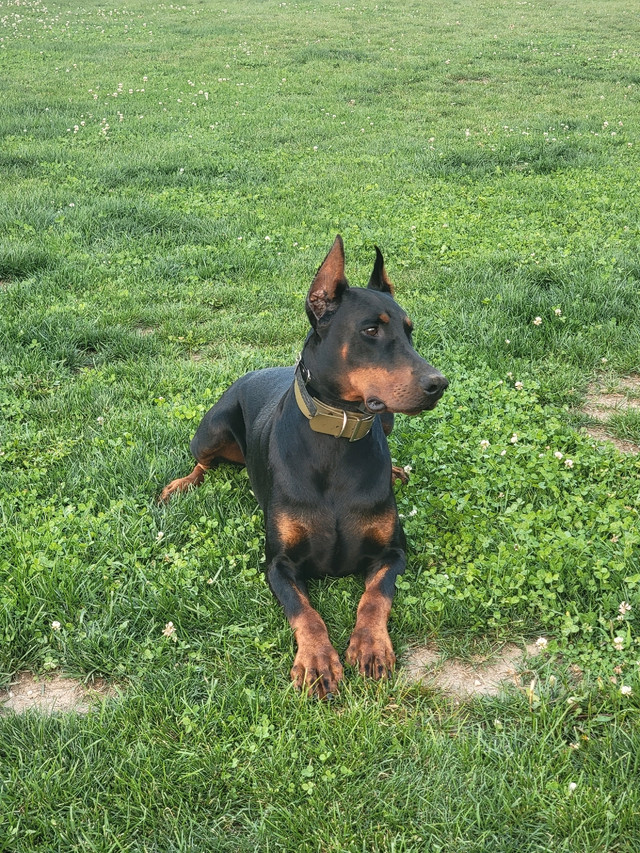 Registered European Doberman puppies  in Dogs & Puppies for Rehoming in Hamilton - Image 4