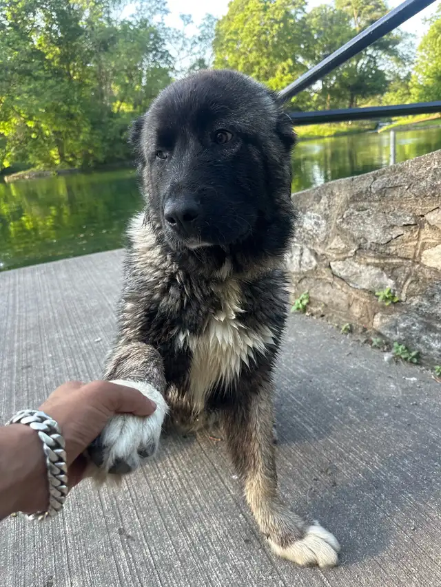 Caucasian shepherd puppy 6 months old  in Dogs & Puppies for Rehoming in Mississauga / Peel Region - Image 4