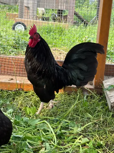 Quatuor de old English game Bonne pondeuse et excellente maman Coq 2022 Poules 2023-2024 100$ le lot