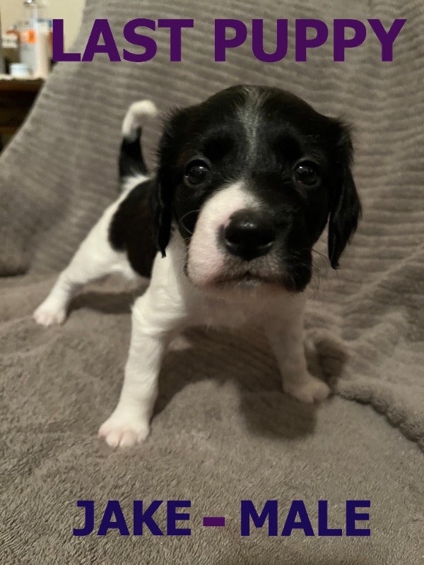 BRITTANY + PAPILLON PUPPIES *RARE* LAST ONE! Dogs & Puppies