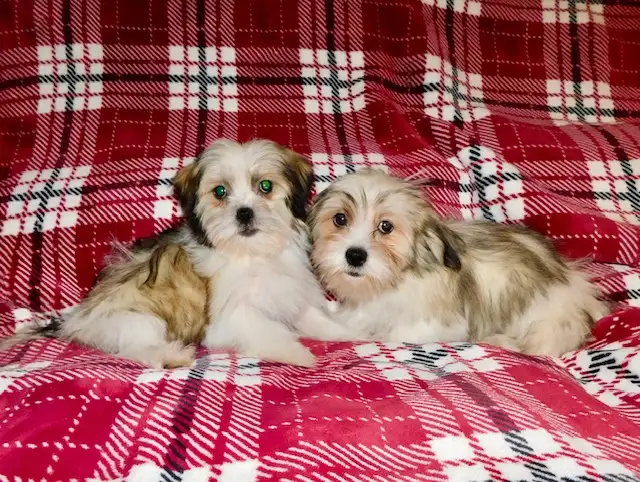 Chiots Malshi  (514-430-1821) in Dogs & Puppies for Rehoming in City of Montréal - Image 7