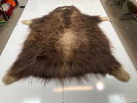 Musk Ox Rug/Wall Decor Taxidermy 