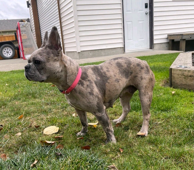 Blue Merle French bulldog Dogs & Puppies for Rehoming Chilliwack