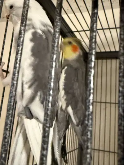 Young Cockatiel pair, View more