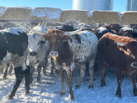 Longhorn and Corriente steers wanted 