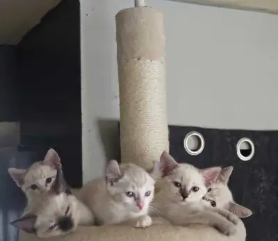 CHATONS HIGHLAND LYNX PURE MÂLE ET FEMELLES , View more