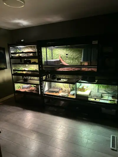 Reptile Rehoming and Rescue, View more