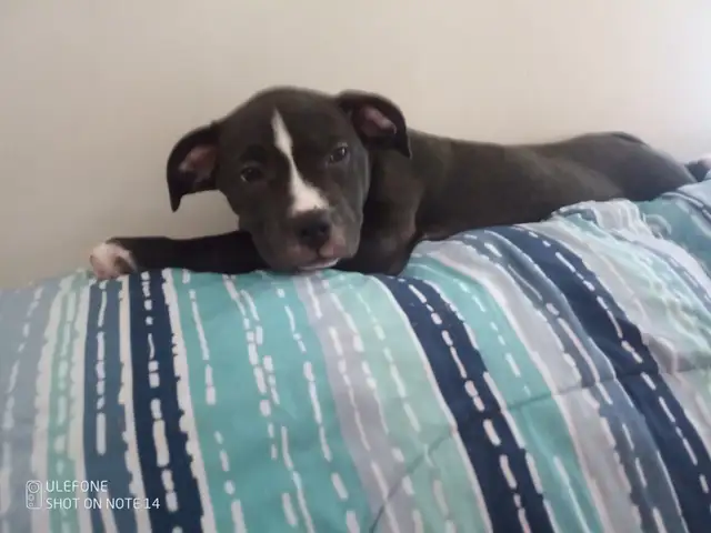 Medium size puppies $200 or best offer in Dogs & Puppies for Rehoming in Brantford - Image 3