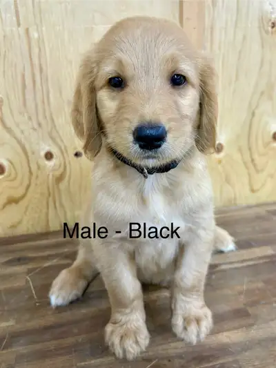 GOLDEN DOODLE PUPPIES, View more