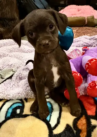 Chiots / petits chiens À vendre Dispo dès le 26 Janvier, View more