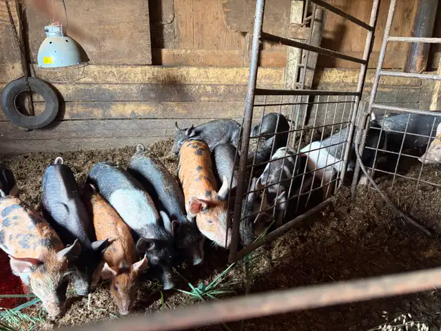 bacon seeds in Livestock in Red Deer - Image 10