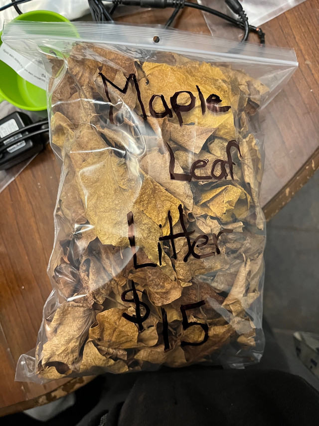 Maple Leaf litter  in Reptiles & Amphibians for Rehoming in Hamilton