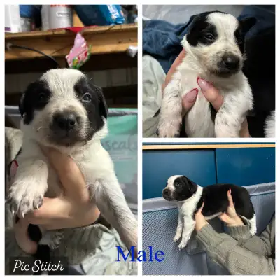 Purebred Border Collie Puppies, View more