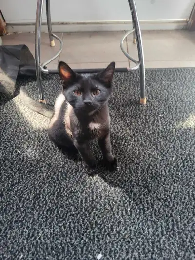 I have 2 young kittens. 3 or 4 months. And 1 older kitten. Around 6 months. All 3 are male. I would...