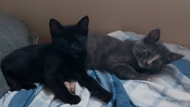 Chaton a vendre dans Chats et chatons à adopter  à Victoriaville - Image 3