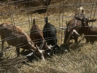 goats for sale, View more