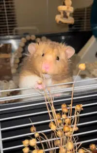 adorable pedigree syrian hamsters 
