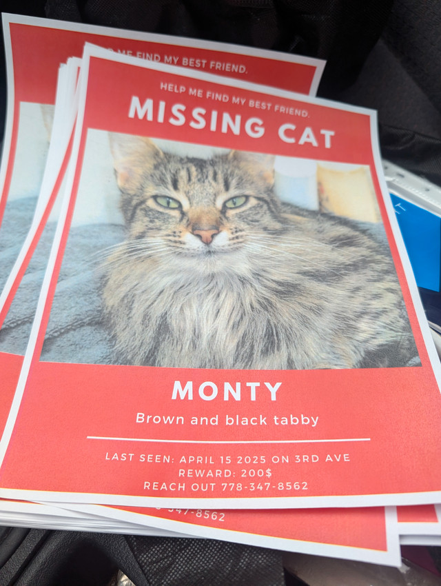 Lost cat $200 REWARD in Lost & Found in Hope / Kent