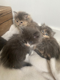 4 kittens ready for homes!