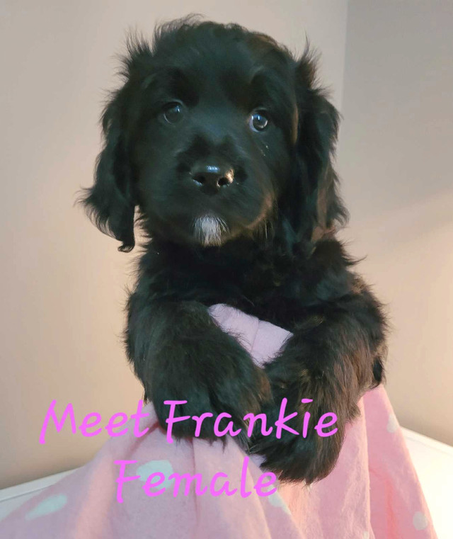 1 Sweet Adorable Bernedoodle looking for her forever home!!! in Dogs & Puppies for Rehoming in Regina