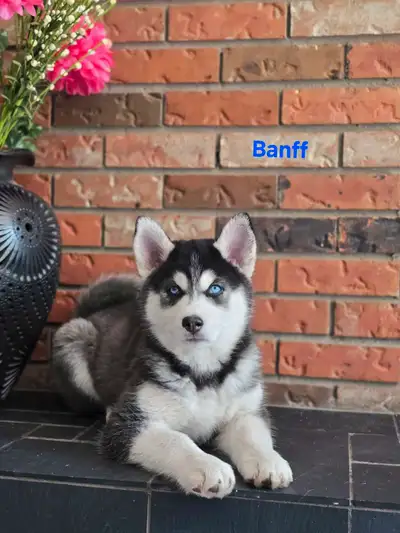 Adorable  Pomsky Puppies Ready in July (Only 3 left), View more