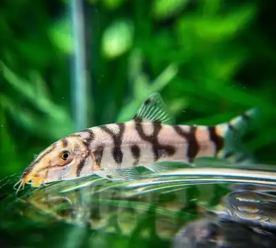 yoyo loach for sale at TT Pets, View more