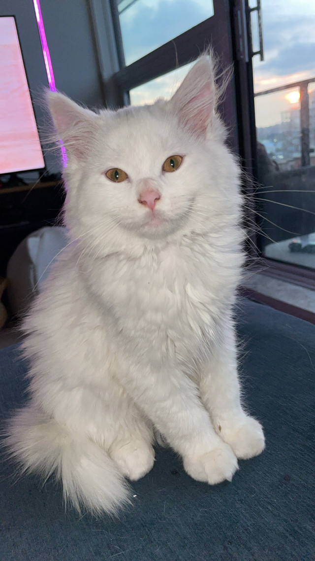 Emergency  kitten rehoming ‼️ in Cats & Kittens for Rehoming in Richmond