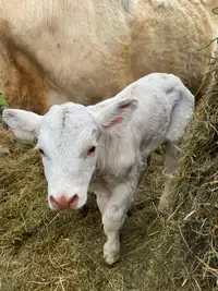 1 week old bull calf charx