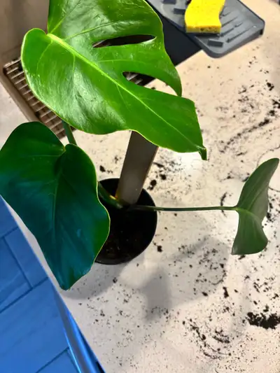 Monstera albo mint  ( a les lignes blanches sur la tige), View more
