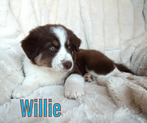 ***UPDATE: I will be making a delivery to Olds on Sunday the 15th. We have 4 beautiful pups ready to...