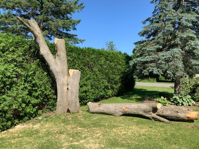 AA Tree service in Lawn, Tree Maintenance & Eavestrough in Ottawa - Image 4