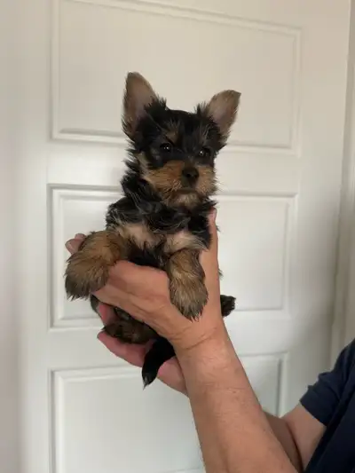 Yorkshire Terrier puppies, View more