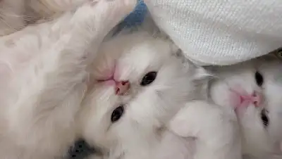 STUNNING HIMALAYAN/PERSIAN KITTENS, View more