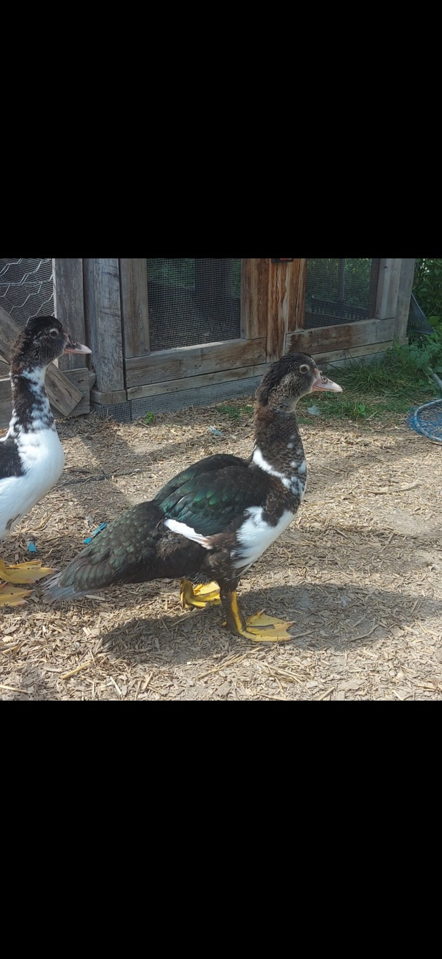 Muscovy duck in Livestock in Kingston - Image 2